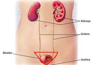 人体一共有三道保护系统,人体三大保护屏障分别是