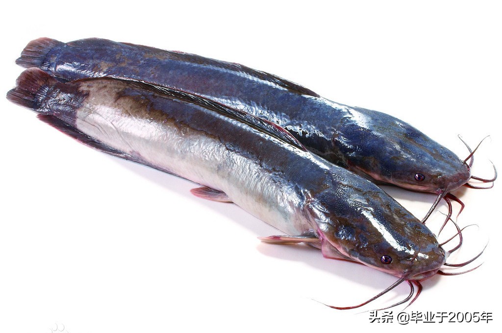 大连近海常见鱼类图鉴,大连哪里可以垂钓淡水鱼