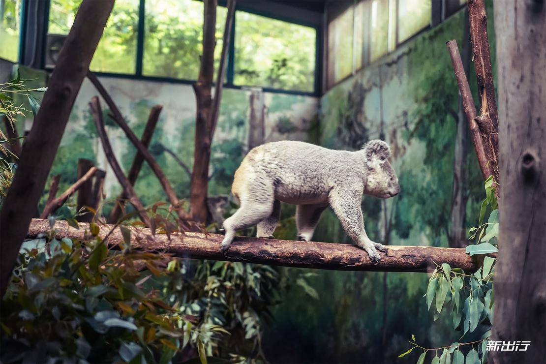 打卡长隆动物园记田妈和威马EX5520的周末