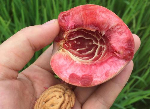 女性吃桃子能补血？营养师：夏季吃桃子，别犯这几个致命的错误