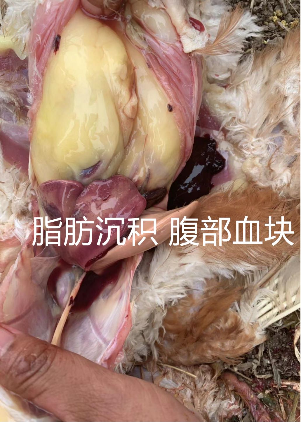 霉菌毒素对禽的危害,禽霉菌病怎么治疗