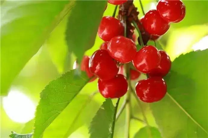 西安樱桃采摘最佳时间,西安樱桃哪里可以摘