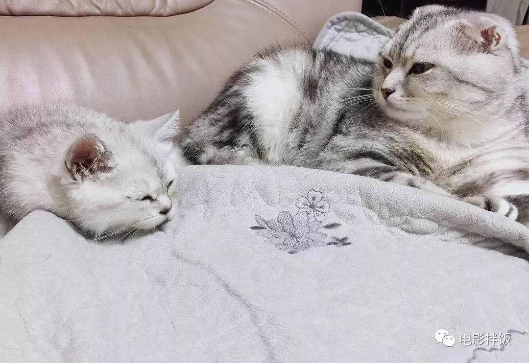 新手养猫注意事项以及幼猫到新家,新手养猫养什么猫又便宜又好养