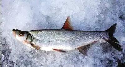 黑龙江五大名鱼,黑龙江最顶级的鱼