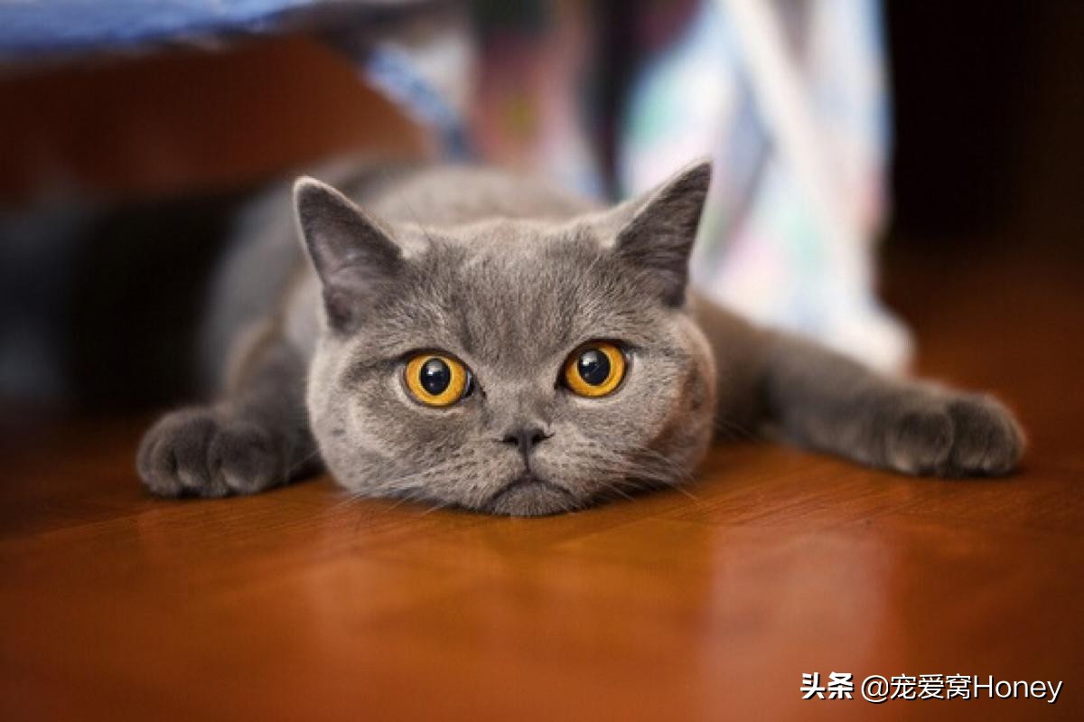 猫咪总是撒娇一样的叫声是啥意思,猫咪各种声音代表什么