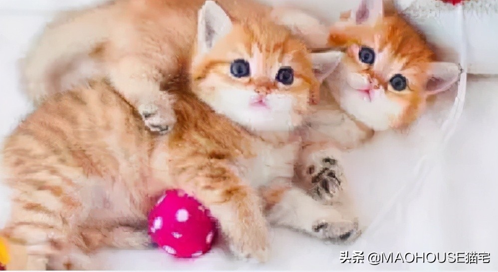 猫虱子的症状,猫虱子卵的症状