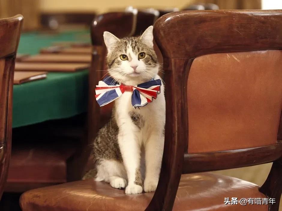 英国第一御猫,英国第一猫拉里视频