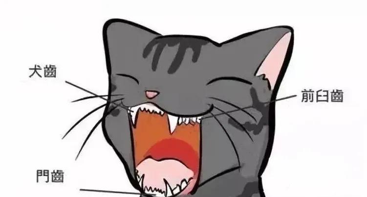 猫咪长蛀牙怎么办,猫咪蛀牙治疗费用