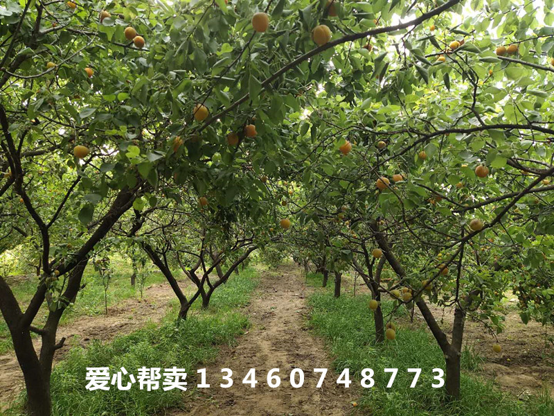 麦黄时节杏儿熟诗歌,麦收时节杏儿黄上一句