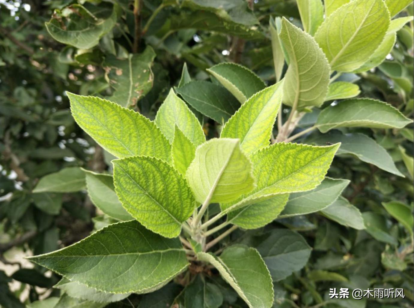 苹果树叶子变黄如何解决,苹果树叶子发黑怎么处理