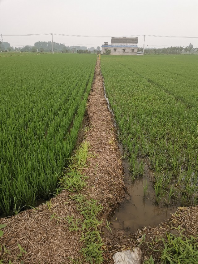 一味追求价格而不注重品质,不能盲目扩大种植面积