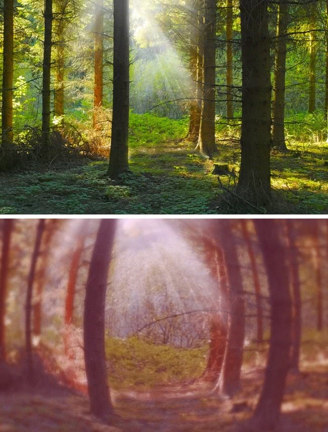 什么动物视力模糊不清,视力与人类一样的动物