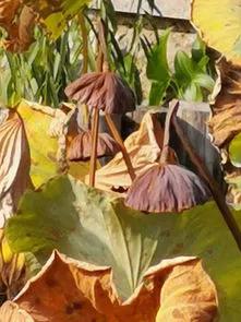 残荷虽败风骨犹存文案,残荷虽败能听雨