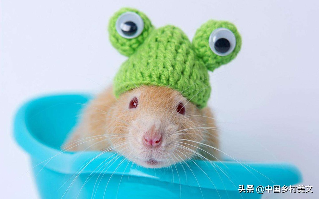 「鼠年说鼠」来看千奇百怪的鼠类，全认识算我输
