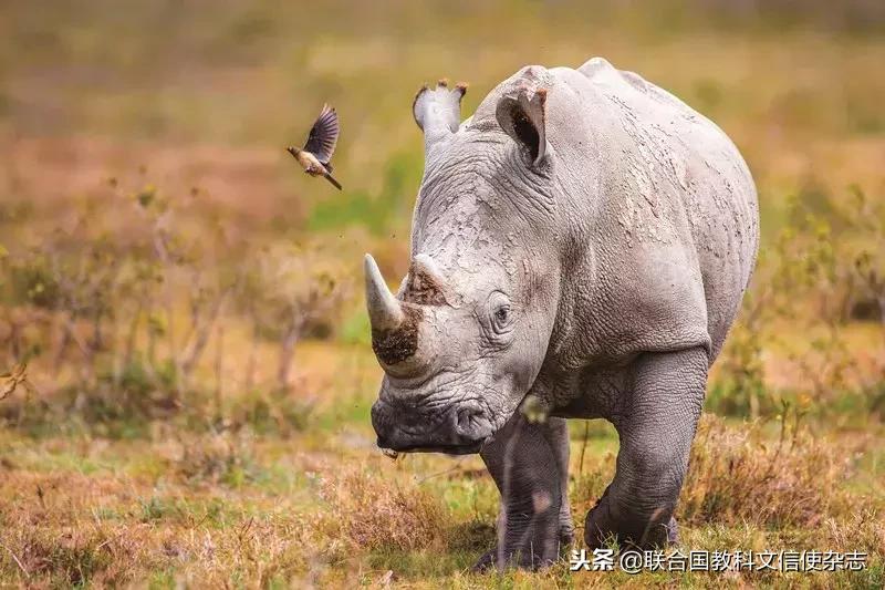 全球最后一头北方白犀牛去世,世界最后一只白犀牛什么时候死的