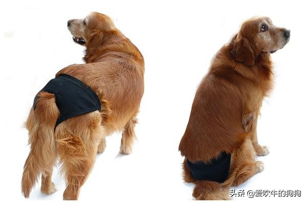 狗狗一般什么时候就开始来月经了,狗一般几个月来月经啊