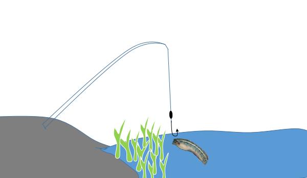 生性凶猛被人误认为是黑鱼，药用价值高但长的慢，详解钓七星鱼