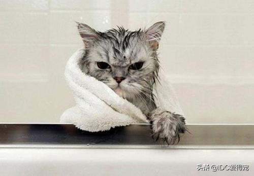 猫咪的性别用什么符号表示,刚出生的猫咪怎么分辨性别