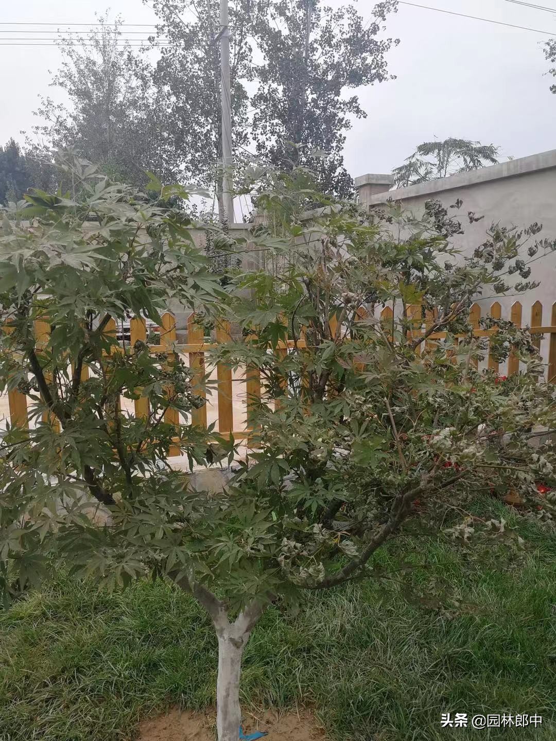 苗木移植后，叶片干枯、变黄、脱落的可能原因及相应的解决方法