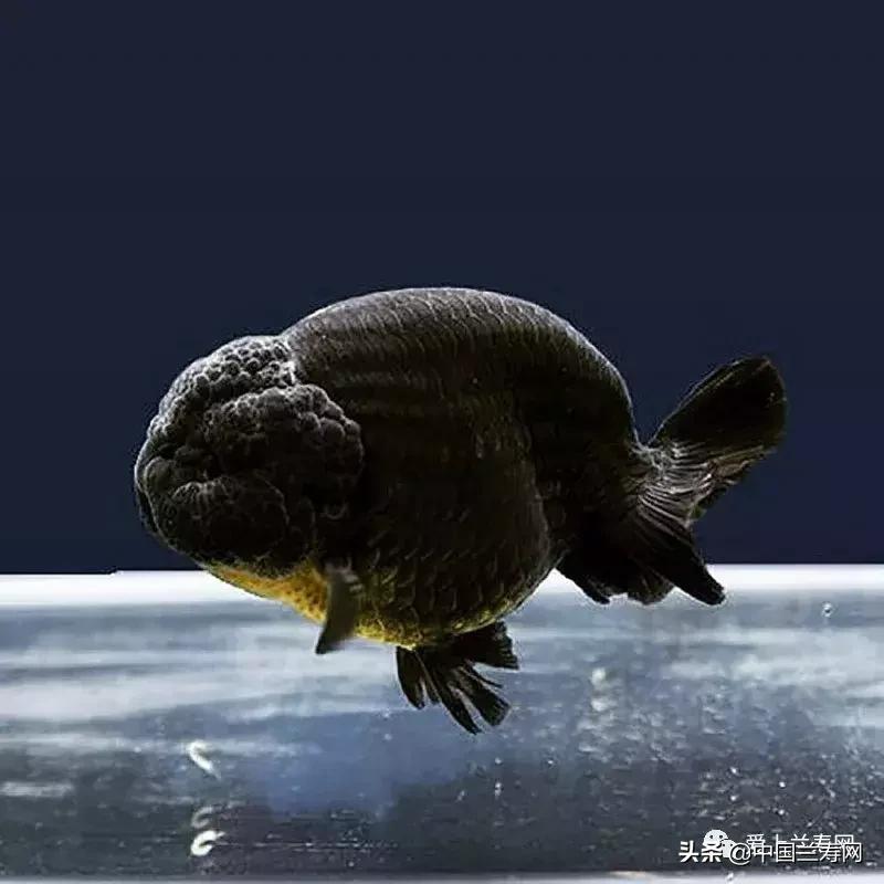 兰寿金鱼鲨鱼鳍品种图片大全,金鱼泰狮与兰寿是一个品种吗