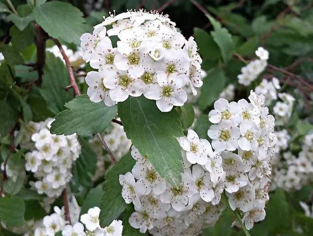 石楠花为什么是生命之花,石楠花是怎样的