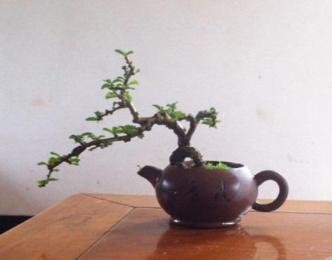 盆景美不胜收,盆景艺术巧夺天工