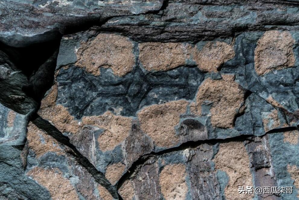 带您探索恐龙世界,探秘中国恐龙见证远古传奇