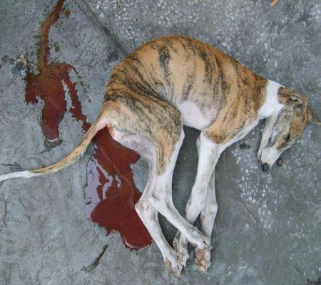 狗狗细小病毒要消毒吗,狗狗细小病毒怎么治疗最佳