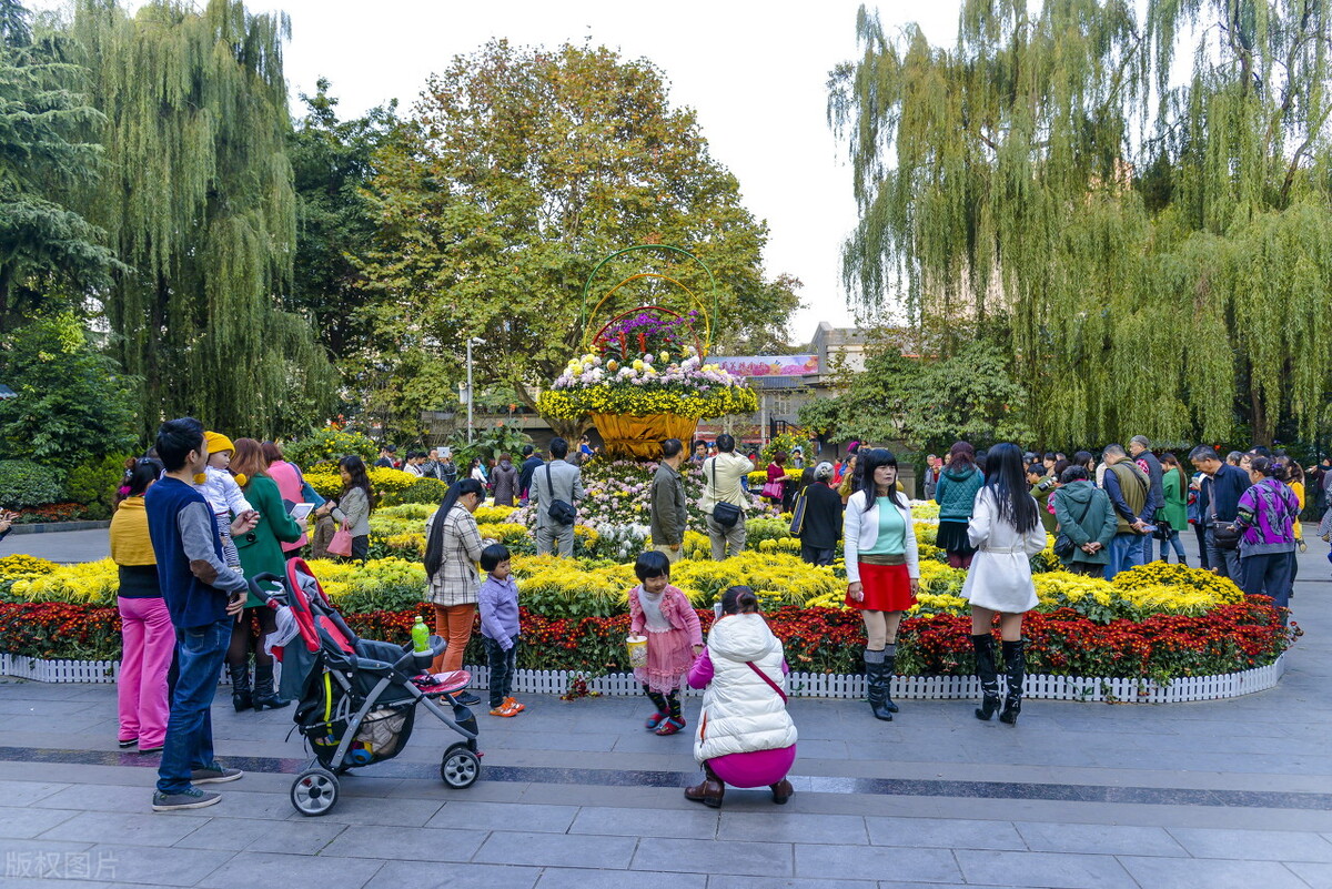 重阳节赏菊花的介绍,赏菊打卡好去处