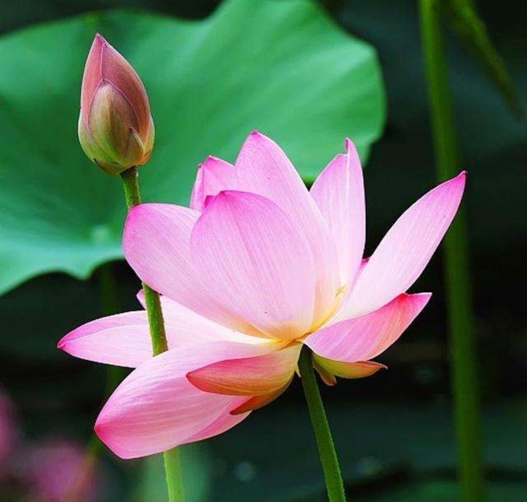 水芙蓉与荷花的区别,水芙蓉是荷花吗