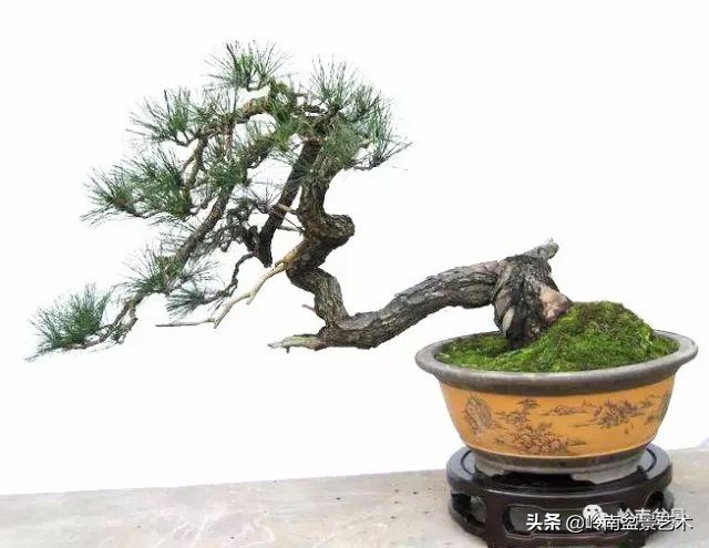 鎮礀缁濆閫㈢敓,鎮礀鐩嗘櫙澶у叏