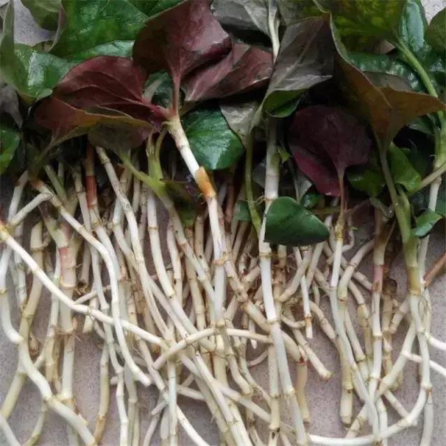 贵阳不光是辣味的，还有一种味道叫折耳根！