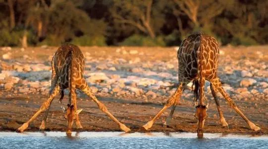 赵丽颖否认自己像杨幂,赵丽颖否认和他谈恋爱