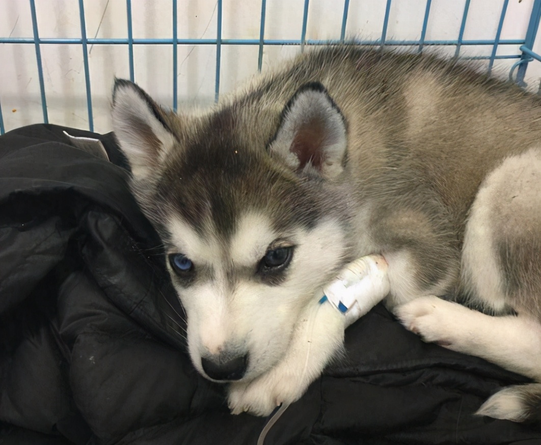 哈士奇的正确养法,正确养哈士奇的方法