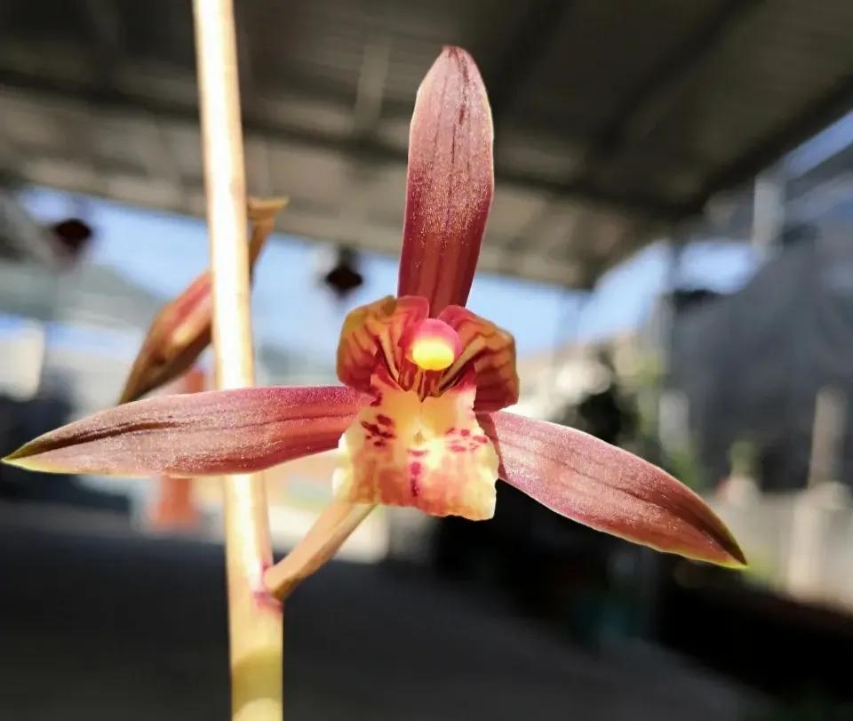 什么兰花最好养又香又好看,推荐几款香味俱全好养的兰花