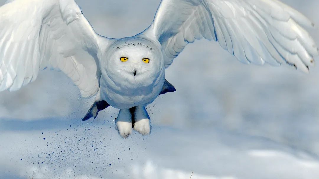 香港第14届全国摄影艺术展,第29届全国摄影艺术展览获奖名单