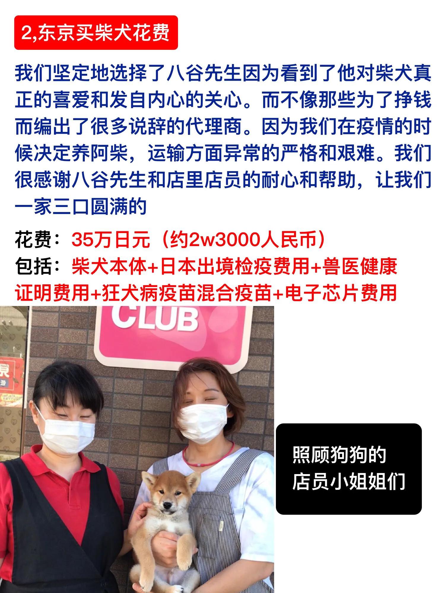 加拿大温哥华购买柴犬经历～