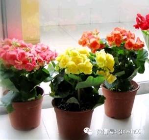 献给那些养花每次都养死的人文案,一直养死花但从未放弃养花