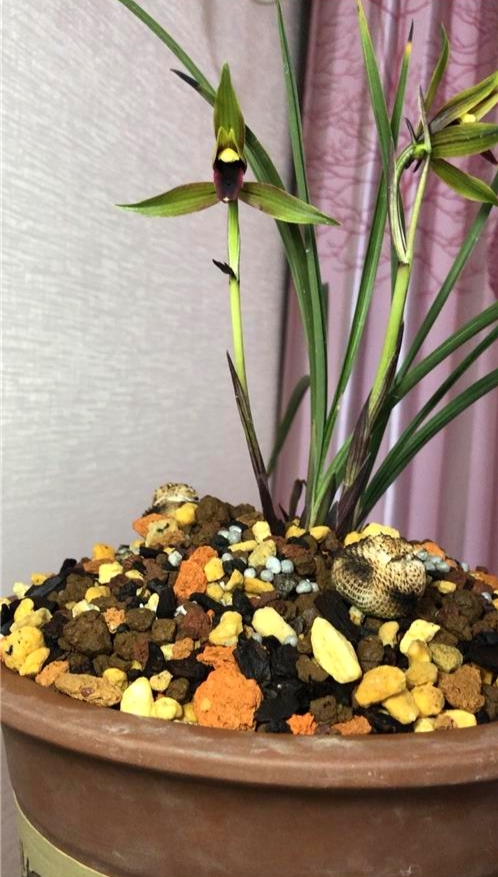 四川与贵州交界处出产的一颗春兰黑花，堪称大自然的经典之作