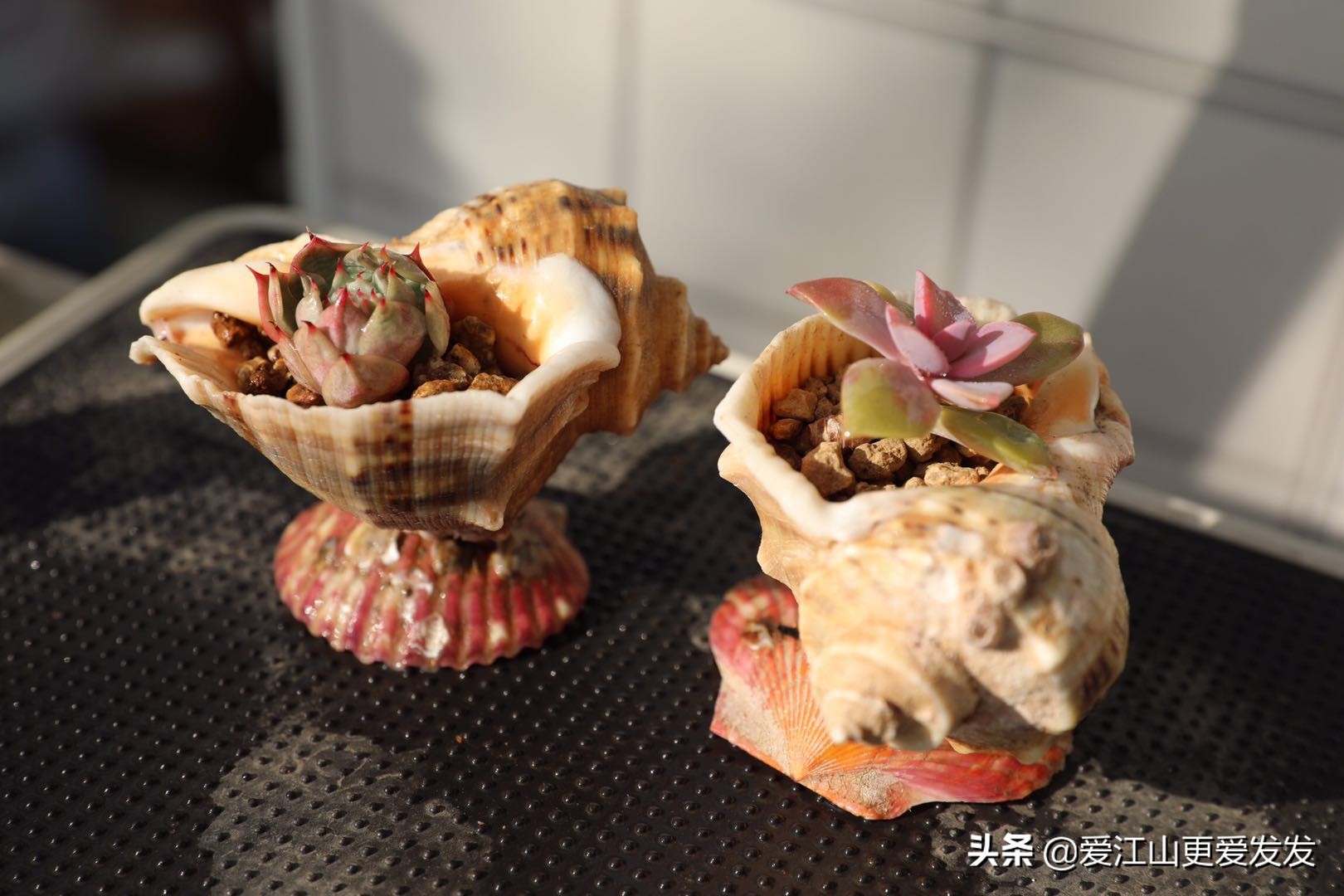 多肉海螺贝壳手工,生蚝壳做多肉盆