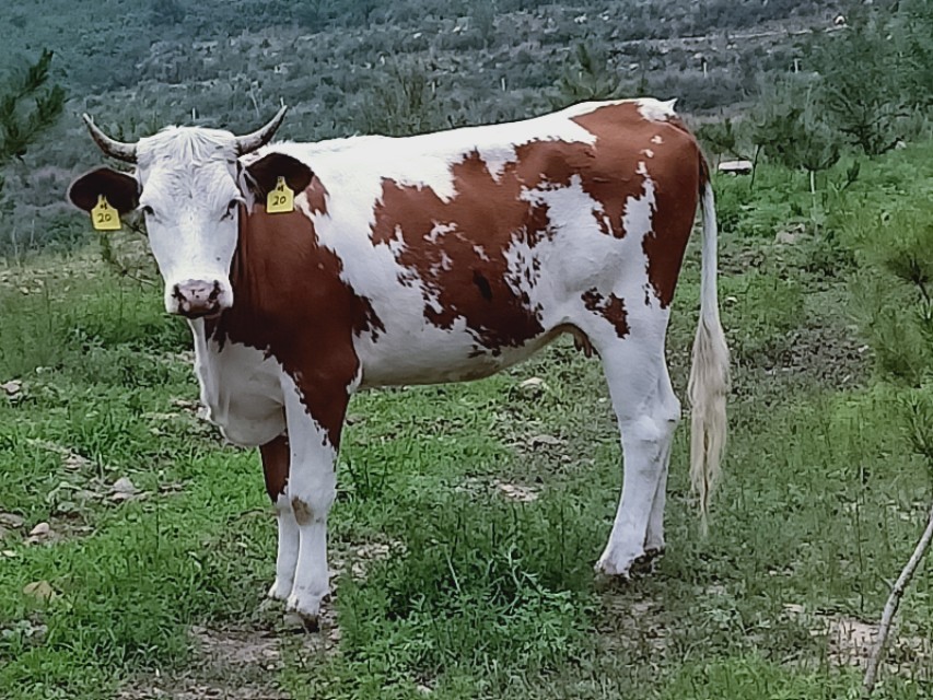 肉牛不上膘有哪些原因,肉牛不反刍是什么原因