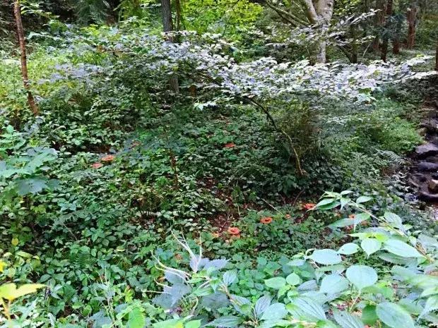 我在十八线小村当大V:一年网购金额超全国99.9%的人