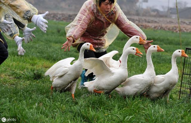 雏鹅怎么养才正确,如何正确养殖雏鹅的方法和技巧