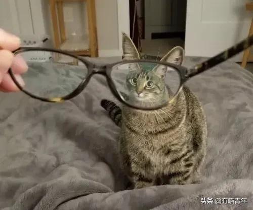 养猫应该如何起名,猫的名字越贱越好养活