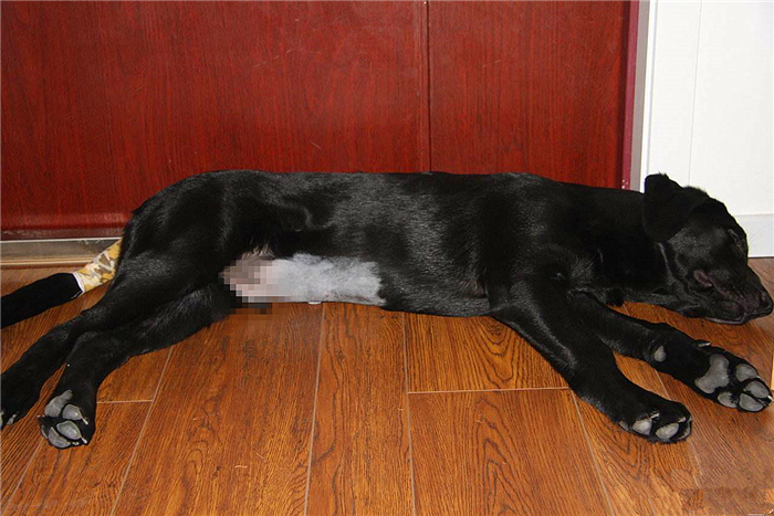 狗狗感染布鲁氏杆菌有啥症状,狗狗如何知道有布鲁氏杆菌