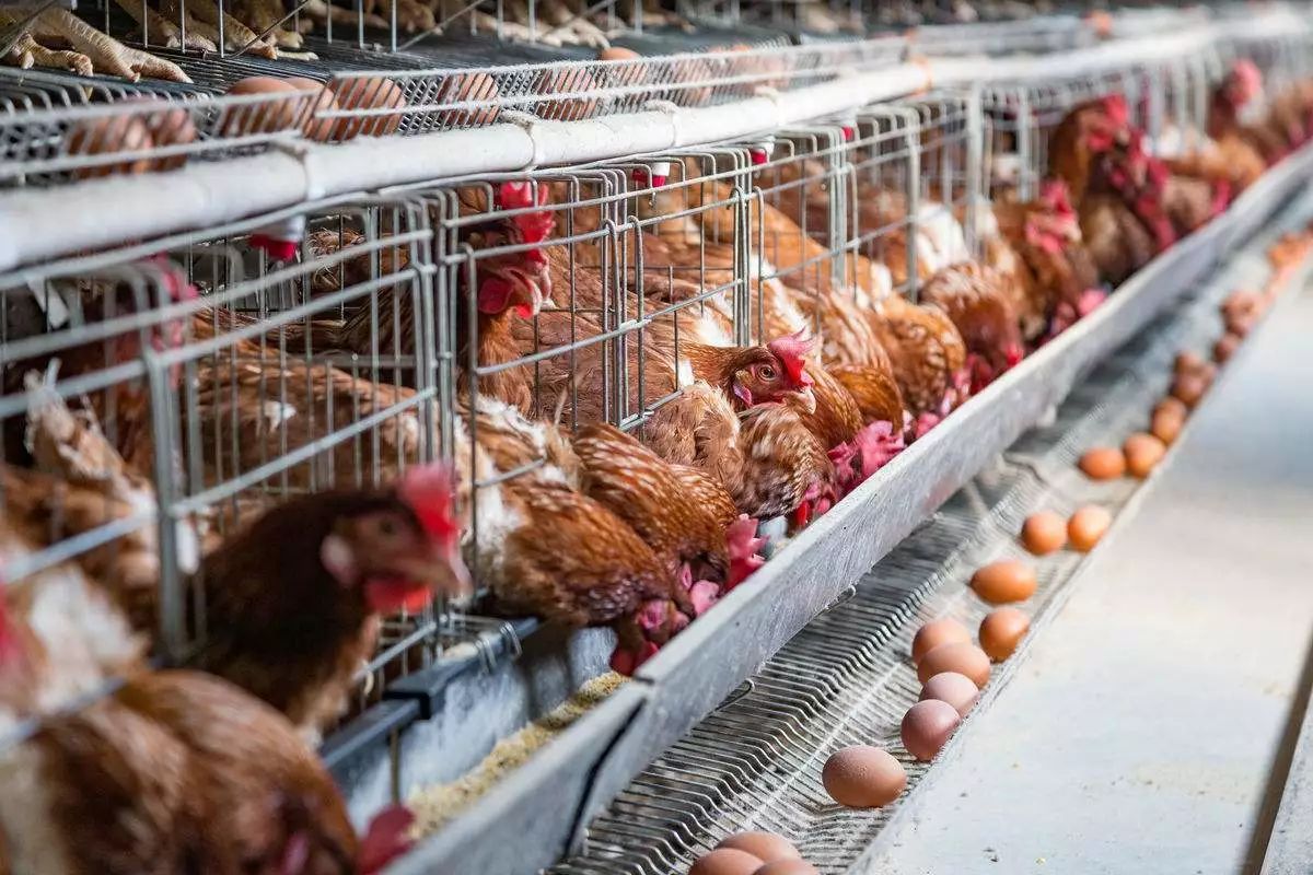 鸡眼初期到后期的照片,鸡眼各个阶段的图片