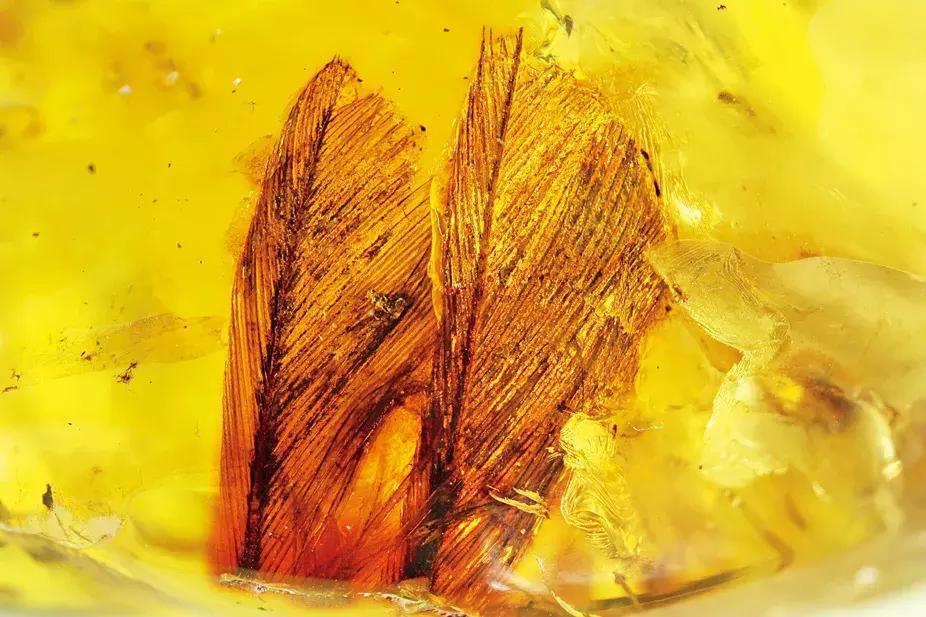 波罗的海琥珀融化,波罗的海琥珀俄罗斯料