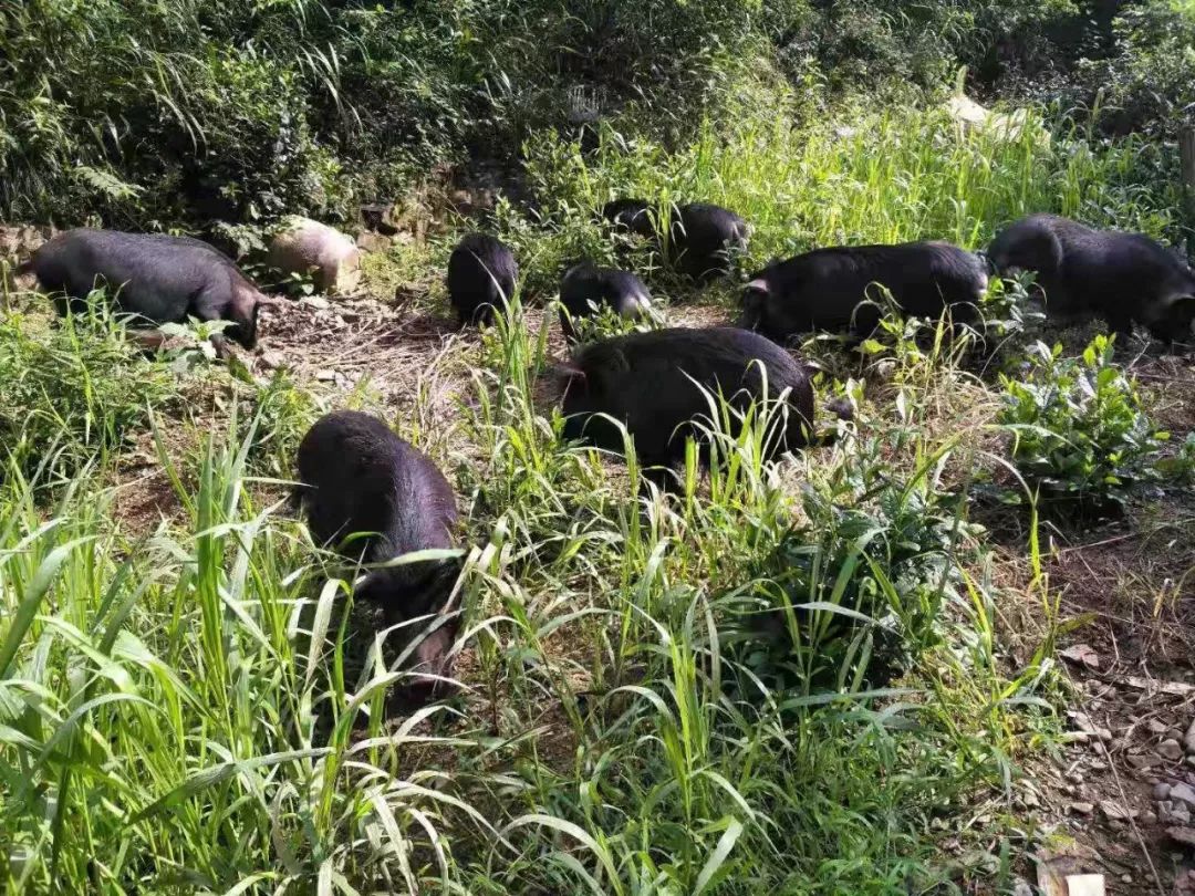 我们在距芜湖70公里的古坝村,找到了向往的生活