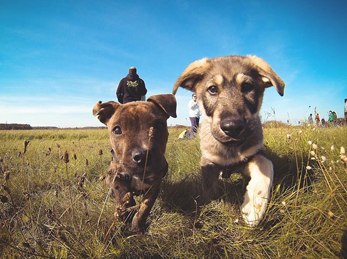 宠物狗为什么学狼叫呢,狗狗经常学狼叫是什么原因