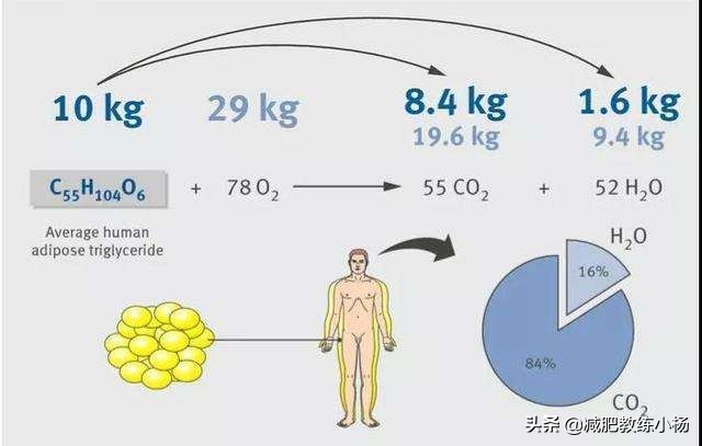 脂肪是如何被消耗和排出体外的,脂肪是如何通过运动被消耗掉的